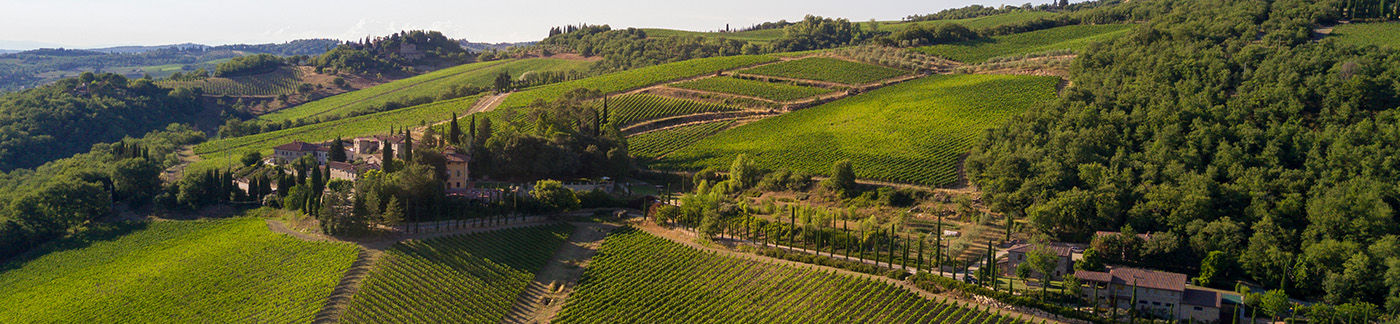 a49 img category all wine